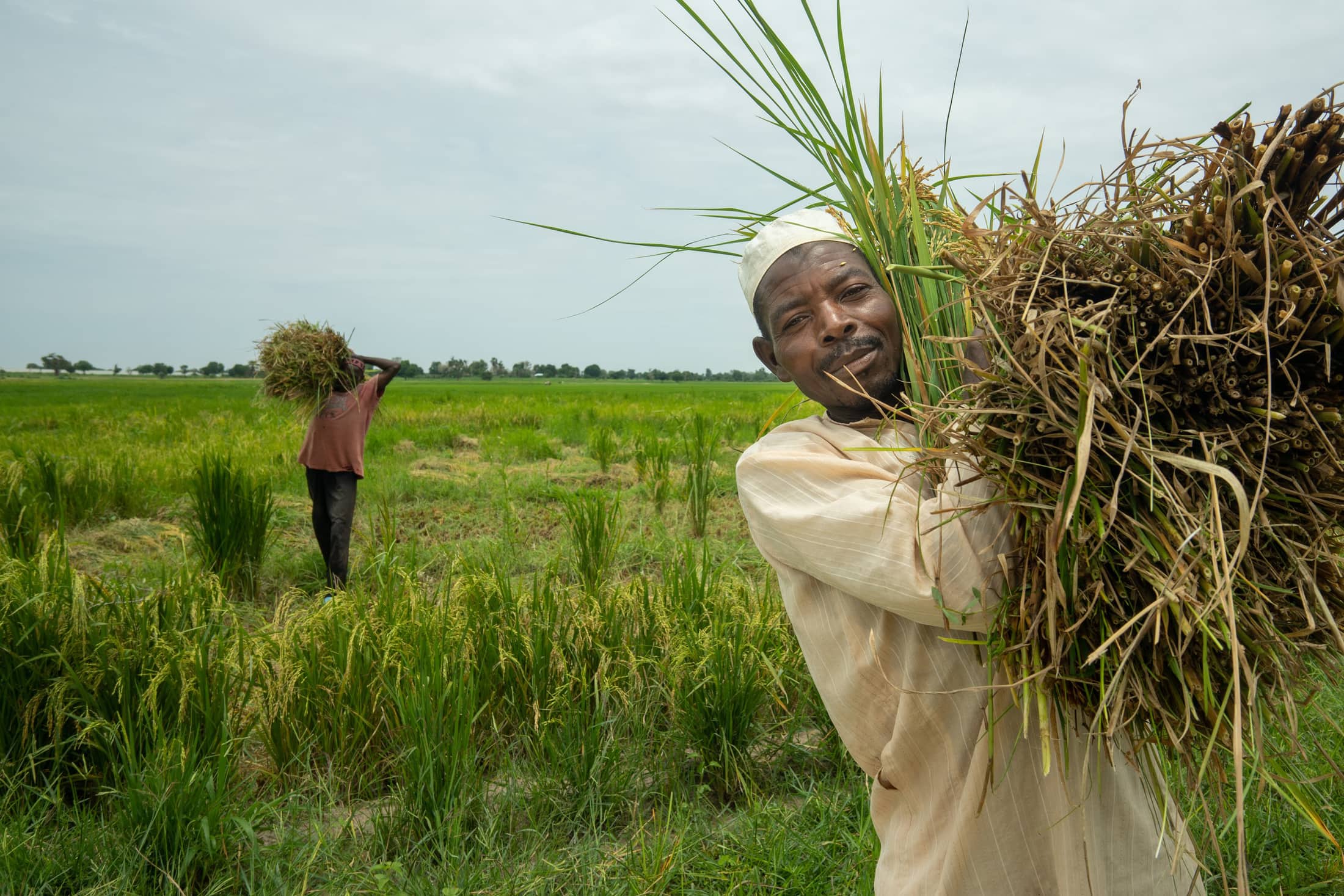 A Nigerian farmer carrying a freshly harvested bundle of rice on his shoulder, a second farmer working the field behind him
