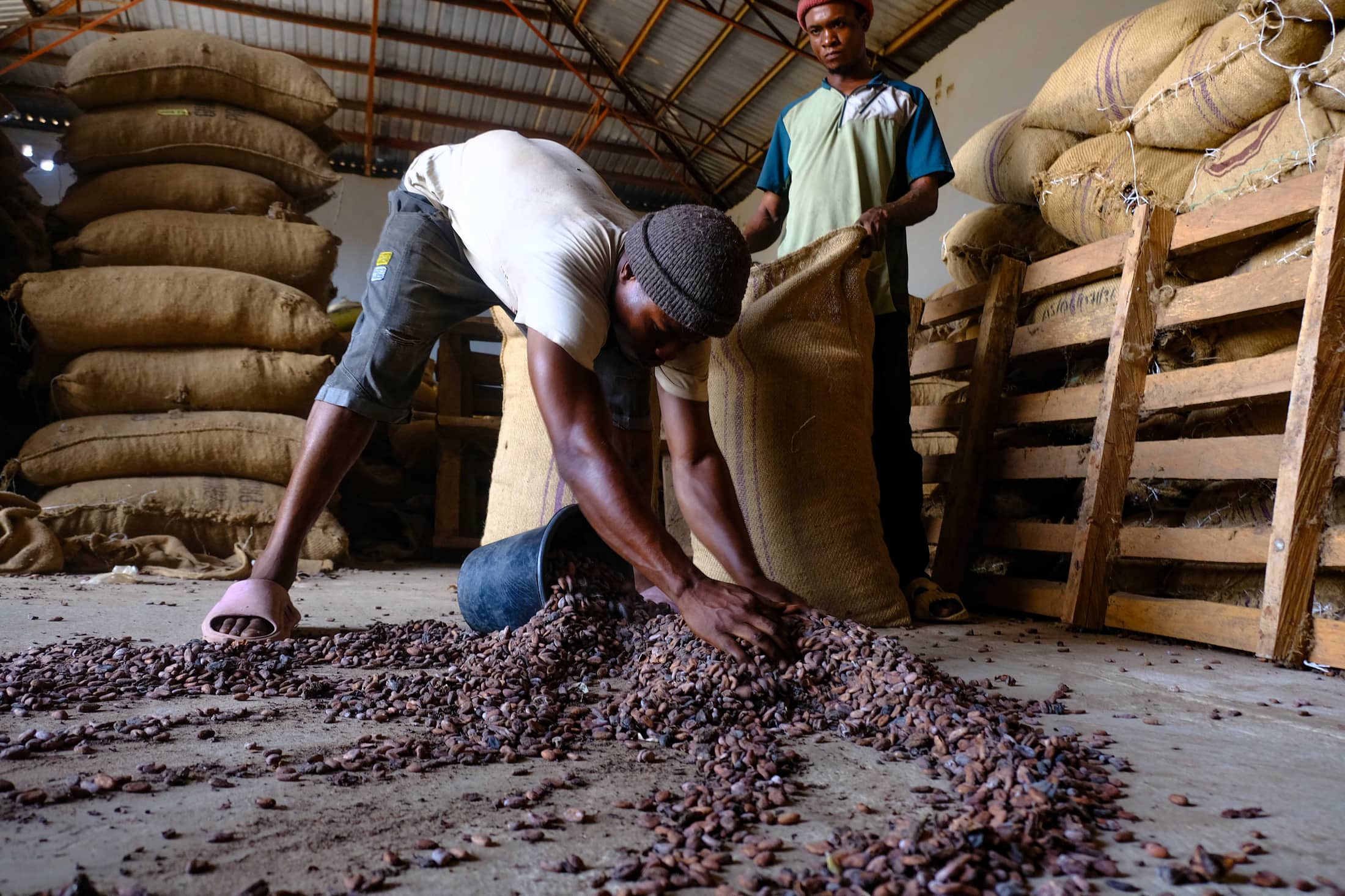 Warehouse workers bagging cocoa beans for export in Nigeria